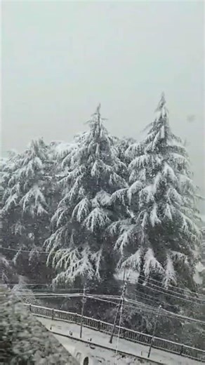 Snowfall Charm @Shimla #Naturebeauty || Zindagi Live