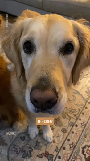 View of the crew - watch for the wink! Scout and Gus Gus with their nieces Mia and baby Hazel💛#squadgoals #ourpack #trickortreat #lotsoflove #happydogs #dogmomlife #goldenretrieverpuppy #goldenretriever #labrador #whitelabrador #goldenlove #labradorlove #puppylove #doglife #goldenretrievers #retrievers #winkingdog #love #lovedogsforever | Bear the White Dog