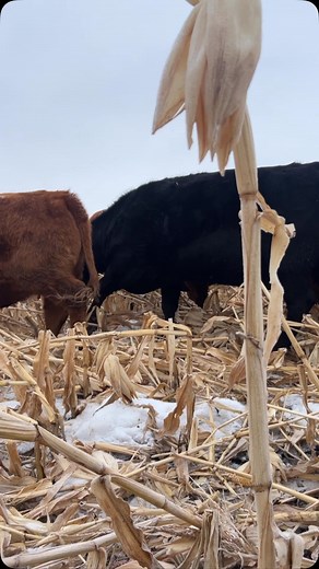 After a quick impromptu family holiday to Calgary we resume our regular programming. #ranching | Justin Hozack