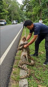 Close Call: Python Attack Against Monkey Fail!