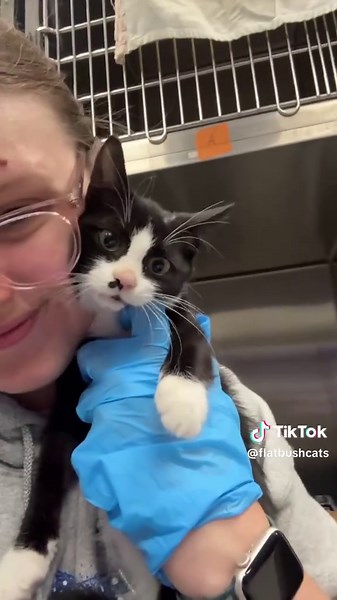This little kitten had been hanging around an auto shop for quite some time - no siblings or mom in sight. The employees there looked after her the best they could, but knew this was no place for a fragile kitten. We named her Reyka, and thanks to you she's getting all the care and cuddles she deserves. Soon she'll head to a soft foster home and be paired with another kitten her age so they can both their energy out on each other and continue learning the dos and donts of being good cat citizens