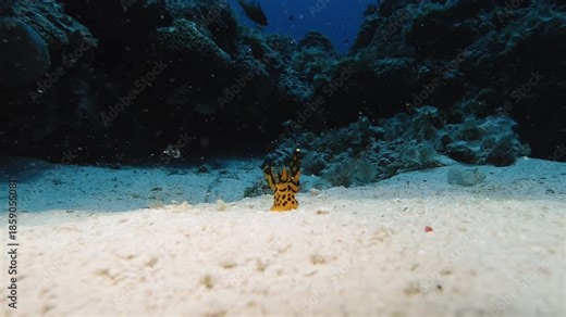 Underwater footage of a Pikachu nudibranch resting on sandy seabed in Mauritius, featuring the iconic yellow sea slug known for its unique shape and vibrant appearance.