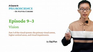 【原创】神经科学25讲 - 第9-3讲 视觉；EP9-3 Vision