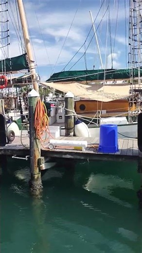 REPORTING LIVE FROM KEY WEST HARBOR #floridakeys #keywest