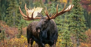 Aggressive Moose Stumbles Strangely Through Tiny Alaskan Town, They Kill the Charging Beast and Notice a Horrifying First