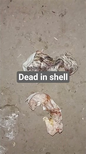 #aseelmurga dade in shell#java