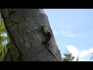 Gecko vs Lizard