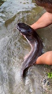 1.3M views · 46K reactions | Just a big water dog!  | Furry Tails | Facebook