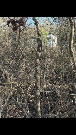 #twistedtree #sticknation #walkingstick #recovery #trees