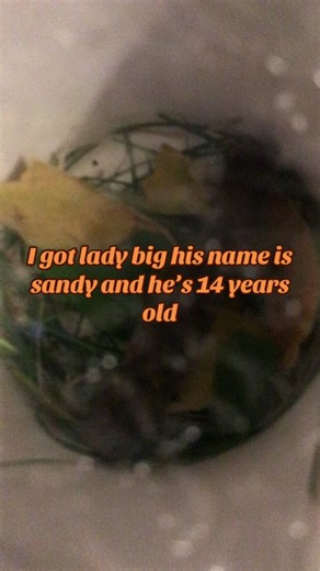 TikTok · Maple on pawzz