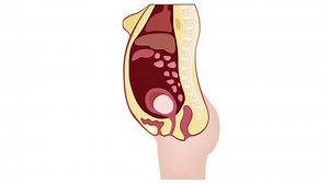 「Woman Pregnant Anatomy Graphic Animation」の動画素材（ロイヤリティフリー）1017839716 | Shutterstock