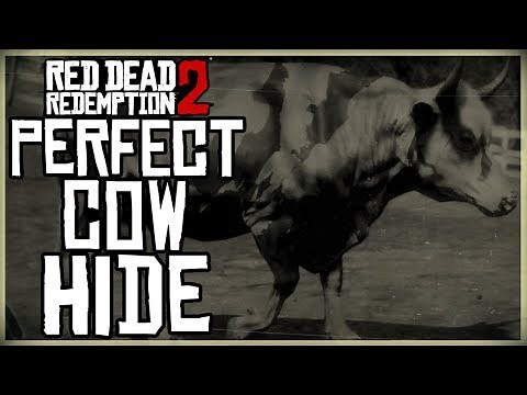 HOW TO GET A PERFECT COW HIDE - RED DEAD REDEMPTION 2 PRISTINE COW HUNT