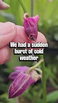 Why are my flower buds falling off? #budblast #orchids #flowerspike #orchidgrowing #wateringorchids