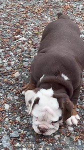 2.6K views · 119 reactions | English bulldog male Akc 9 | Bulldan Kennels-American and English Bulldog Breeder | Facebook