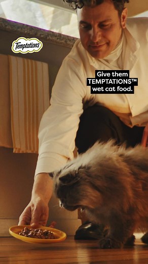 Try Temptations wet cat food and watch your cat lose their cool. | Temptations Cat Treats