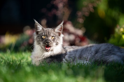 Cat Panting? Possible Reasons and When To Call Your Vet | PetMD