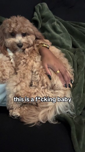 This is a baby and i will not be explaining further. #cavapoo #cavoodle #petsoftiktok #dogmom #dogsoftiktok