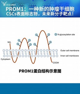 PROM1：一种新的肿瘤干细胞CSCs表面标志物，未来新分子靶点！