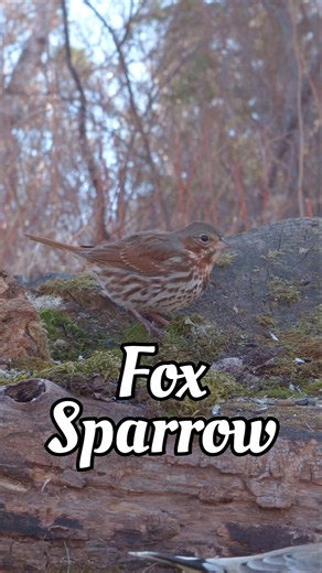 Fox Sparrow - Bird Identification