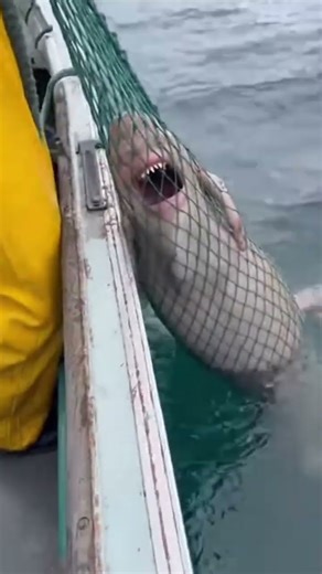 Fishermen Haul Strange Screaming Sea Creature in Net! 😱 #fishingequipment #fishing #bottomfishing