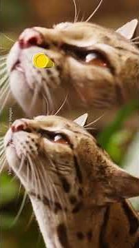 5 surprising facts about Margays