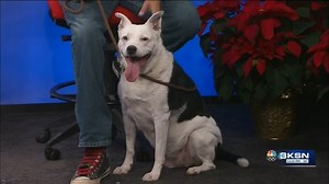 Pet project: Meet Patsy, the senior sweetheart