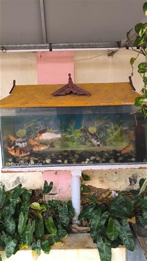 Beautiful Koi Fish Aquarium 🐠 | Outdoor Garden Fish Tank Setup | Relaxing Fish Video #hannielnature