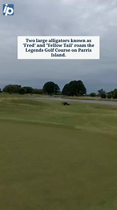 Two large alligators known as 'Fred' and 'Yellow Tail' roam the Legends Golf Course on Parris Island in video provided by Patrick Turso, who works at the base in Port Royal. Read here: bit.ly/4iJftQQ #alligators #wildlife #southcarolina #gator | The Island Packet