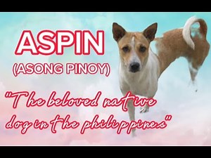 Aspin (Asong Pinoy) The Beloved Native Dogs of the Philippines