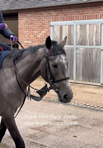 The Essence of Racehorses: A Closer Look