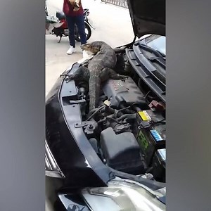 62K views · 261 reactions | What would you do if you found a giant lizard in your car? 年 | In The Know | Facebook