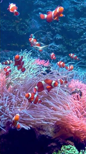 🌊 Relaxing Underwater Ocean Escape 🐠 | Beautiful Sea Life & Calming Aquarium Sounds #shorts