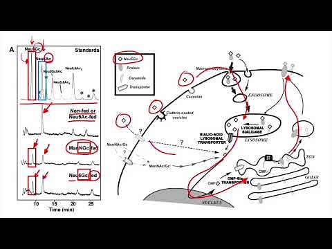 What is Neu5Gc & why is it important?