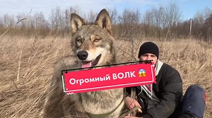Lilbro 🐺 #wolf #russia #волк #spb