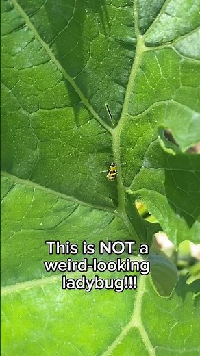 Cucumber Beetles: The Tiny Pests Behind Big Garden Problems!
