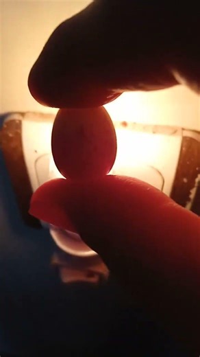 Baby Canary Moving Inside Egg | Incredible Life Before Hatching