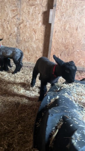 Adorable New Arrivals: Lambs Bottle Feeding Fun