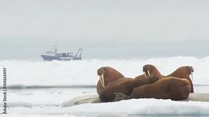 Walrus live in a natural ice habitat in the Arctic.