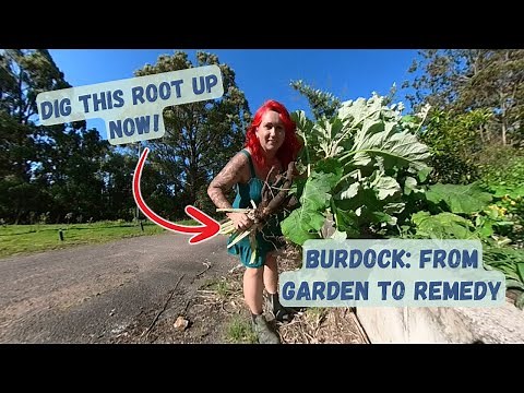 Harvesting Burdock Root: Grow, Use & Medicinal Benefits