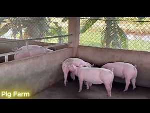 Pig Farm: At the Morning Feeding And Bathe the Pigs.#pig #piggyroblox #pigfood #farmanimalct.