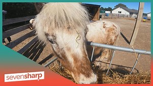 Why eating too much grass is not a good thing for horses! - The Global Herald