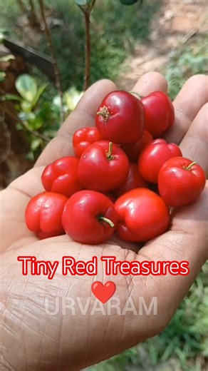Scarlet Harvest 🌿 | Barbados Cherry Moments | #organicfarming #homegrown