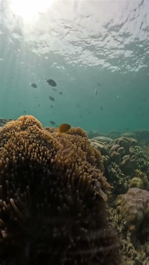 Finding nemo #fyoupage #jalanyangjauhjanganlupapulang #lombok #travel #nature #beach