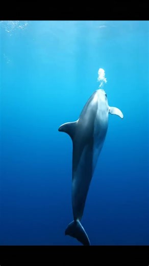 prompt Dolphin moving calmly through endless blue water duration 8s style emotional #dolphin