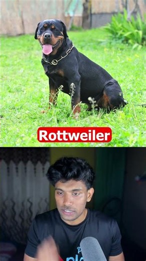 Which DOG Breed Can SHATTER A Skull? 💀🐕