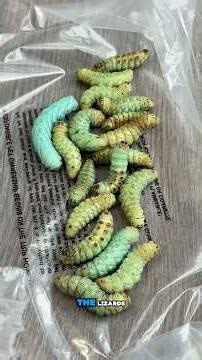 I left the pet store with 18 hornworms…Let’s see what happens 🐛