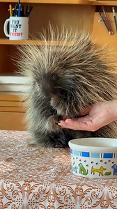 Inside Disney Animation to draw real animals for Zootopia 2. The animation building is not open for public tours so I thought I’d show you around a little as well as greet some of these special guests. Hosted by @disneystudios #disneyanimation #disneystudios #zootopia #zootopia2 | David Vaughn