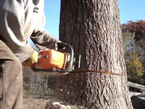 stihl chainsaw cutting big oak tree down ms-290 farmboss