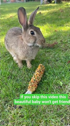 If you skip this video this beautiful baby won't get friends #rabbit