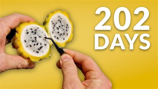 Dragon Fruit Cactus time-lapse